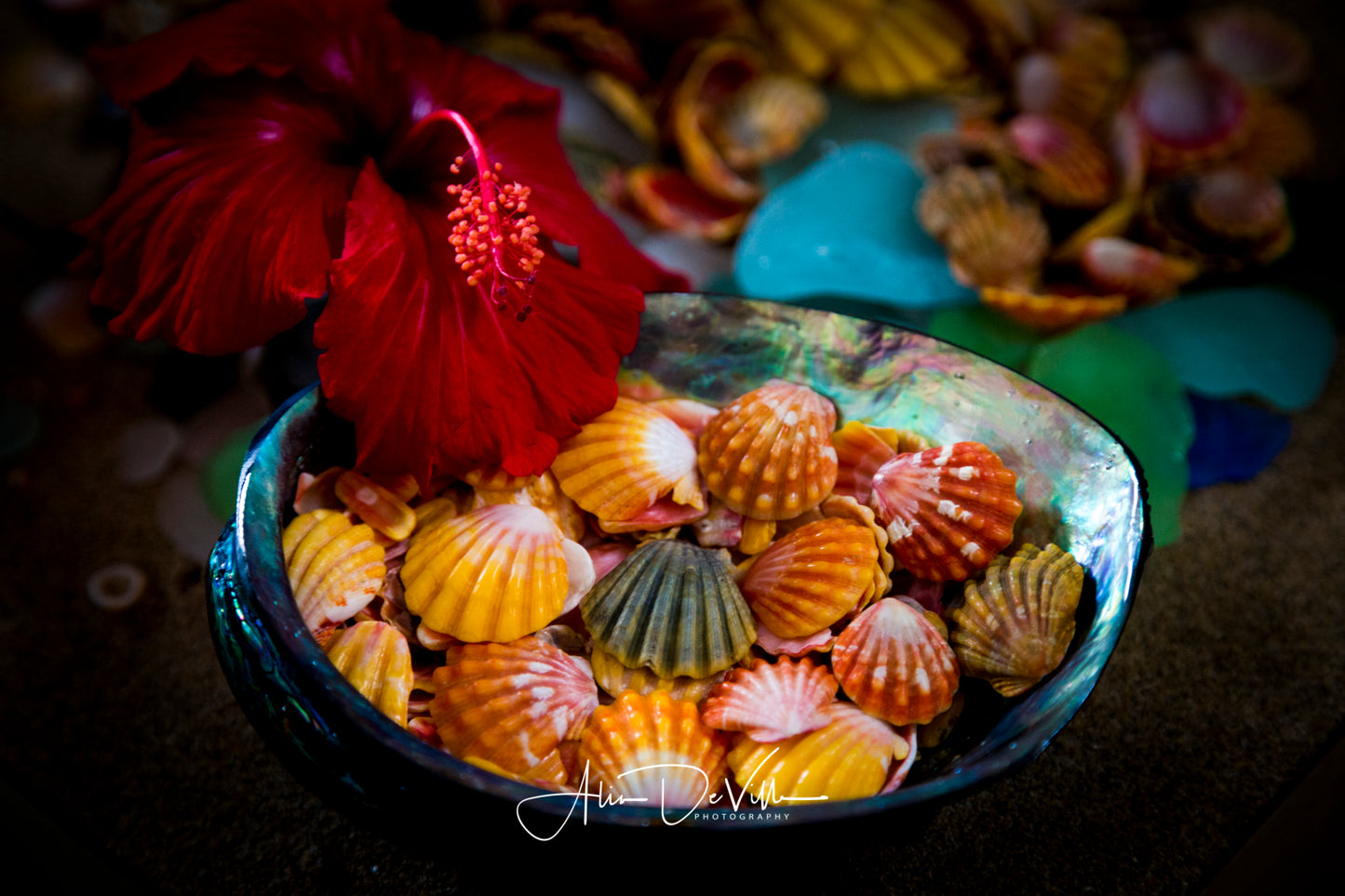 Hibiscus Sunrise Vibrance ~ Fine Art Prints