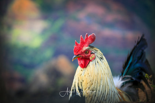 Kaua'i Rooster ~ Fine Art Prints