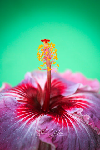 Hibiscus Vibrance ~ Fine Art Prints
