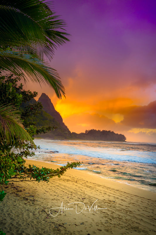 Makana Palms ~ Fine Art Prints
