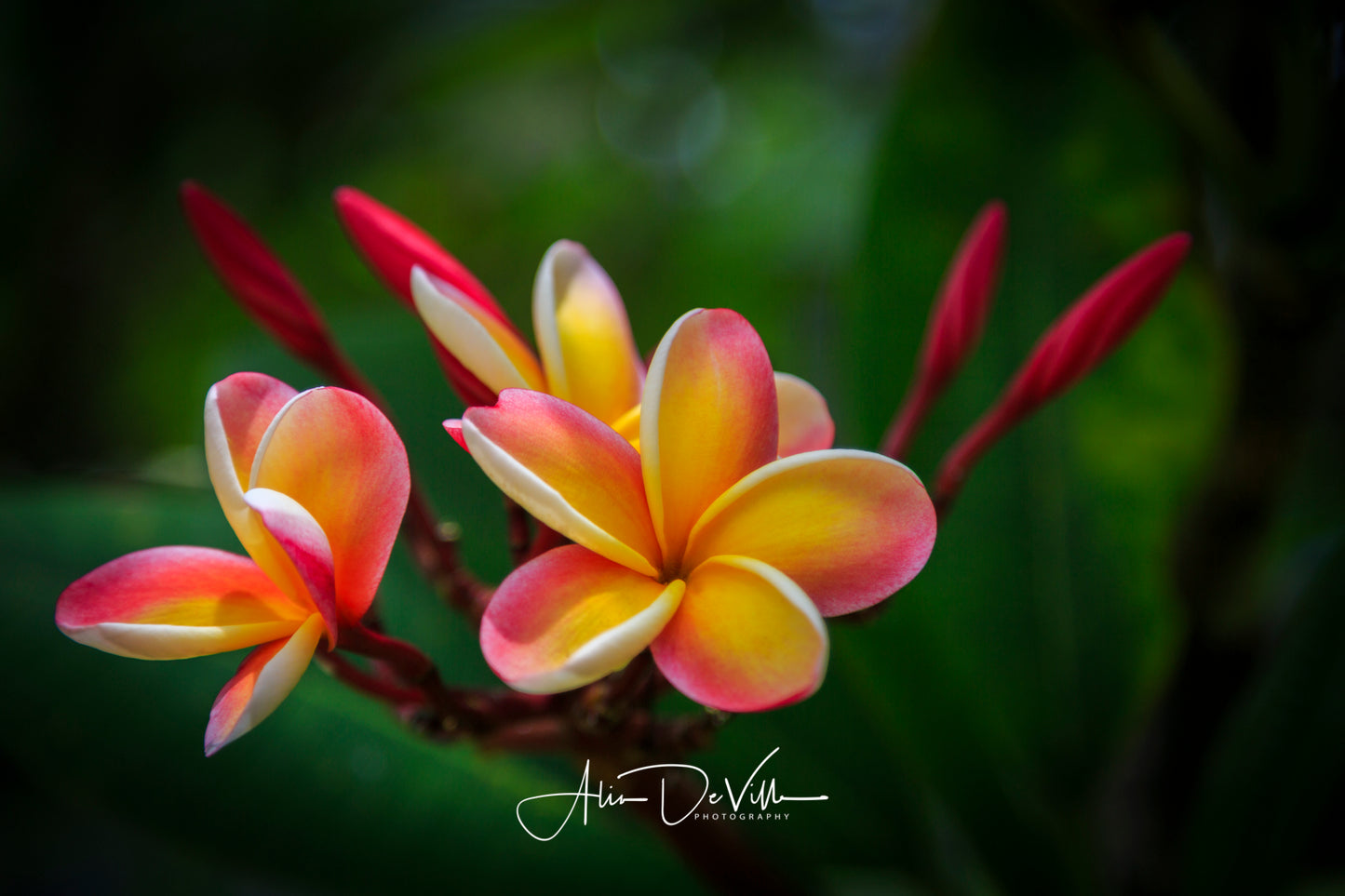 Sunrise Plumeria Flower ~ Fine Art Prints