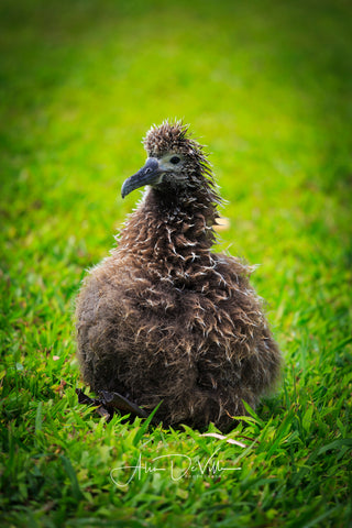 Francis the Albatross ~ Fine Art Prints