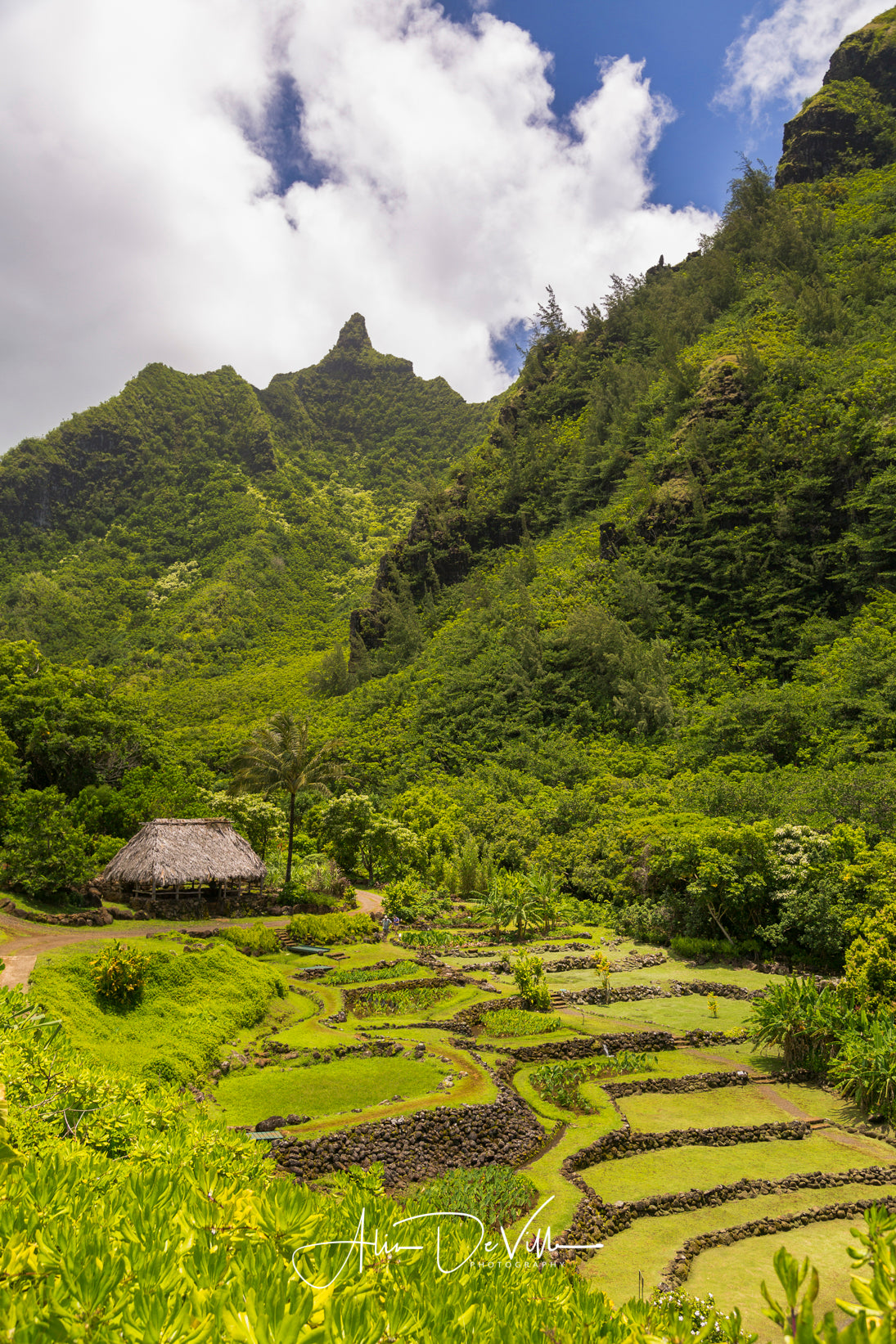 Terraces of Limahuli ~ Fine Art Prints