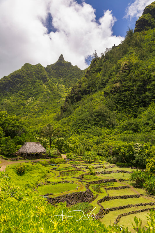 Terraces of Limahuli ~ Fine Art Prints