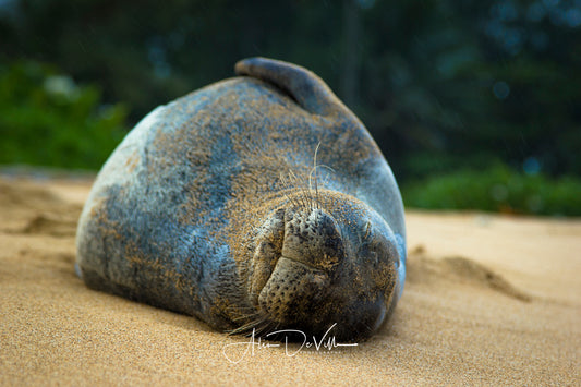 Monk Seal Naptime  ~ Fine Art Prints